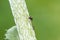 Ant on a poppy plant and green background.