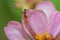 An ant retrieving pollen from a pink flower