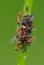 Ant\'s pasture with plant louse