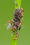 Ant\'s pasture with plant louse