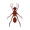 Ant small wildlife brown worker top view vector. Flat forest insect icon