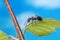 An ant systematically runs along a grass stalk against a blue sky background.