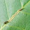 Ant tending aphids herd on leaf