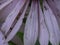 Ant and tiny worm on pinkish Echinacea petals