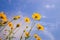 ant view Starburst flower against blue sky