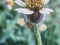 ant walkin on gletang flower in morning looking for food