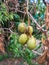 Ant walking,Olive Tree In The Thai Fruit Garden,Thailand