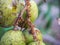 Ant walking,Olive Tree In The Thai Fruit Garden,Thailand