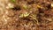 Ant War between 2 colonies of ants. Battle of ants, Crowds, Army. Insects, bugs