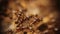 Ant War between 2 colonies of ants. Battle of ants, Crowds, Army. Insects, bugs