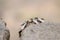 Ant wedding flight with flying ants like new ant queens and male ant with spreaded wings mating as beneficial insect for reproduct
