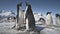 Antarctic adelie penguin colony play closeup