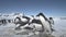 Antarctic adelie penguin colony play timelapse