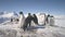 Antarctic adelie penguin colony snow rock closeup