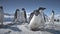Antarctic adelie penguin couple play closeup