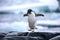 An antarctic Adelie penguin jumping between the rocks