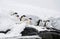 Antarctic, Antarcita Gentoo Penguins, Wildlife