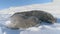 Antarctic beauty with an Adorable Baby Weddell Sea Seal.