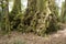 Antarctic Beech Trees