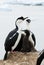 Antarctic blue-eyed cormorant