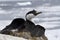 Antarctic blue-eyed cormorant sitting on a nest on a background