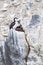 Antarctic Blue-eyed Shag Family nesting on the high rocks at Brown Bluff