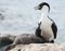 Antarctic blue-eyed shags.