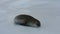 Antarctic Crabeater Seal on the iceberg