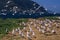 Antarctic Fulmar