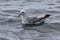 Antarctic fulmars that sits on the surface of the ocean in Antarctica