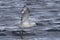 Antarctic fulmars soaring with the ocean surface 1