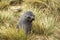 ANTARCTIC FUR SEAL arctocephalus gazella, FEMALE STANDING IN LONG GRASS