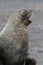 Antarctic fur seal barking, Antarctica