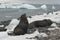Antarctic fur seal on beach, Antartic peninsula.