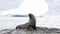 Antarctic fur seal close up on beach