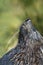 Antarctic fur seal close up in grass