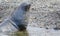 Antarctic fur seal exiting the ocean