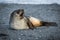 Antarctic fur seal lying yawning on beach