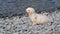 Antarctic fur seal pup close up on the beach