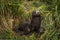 Antarctic fur seal pup in grass tussocks