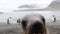 Antarctic fur seal pup playng on the beach