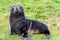 Antarctic fur seal pup sunbathing on meadow in South Georgia