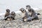 Antarctic Fur Seal Pups