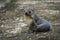 Antarctic fur seal scratching itself on beach