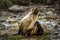 Antarctic fur seal scratching itself in snow