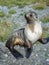 Antarctic Fur Seal on the shores of the South Georgia Islands