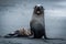 Antarctic fur seal sitting staring at camera