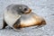 Antarctic fur seal sunbathing on grey stony beach in South Georgia