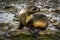 Antarctic fur seal turning head on rocks