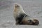 Antarctic fur seal on volcanic beach, Antarctica